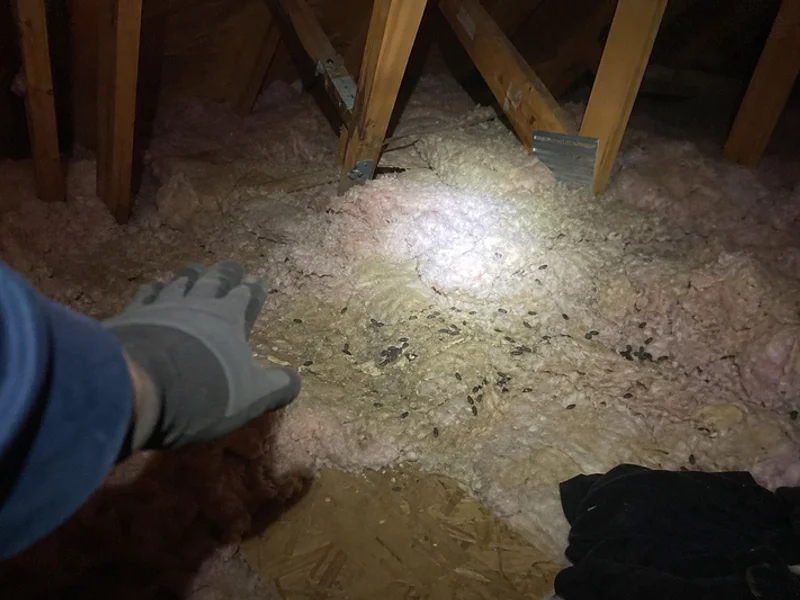 Rodent Control gallery