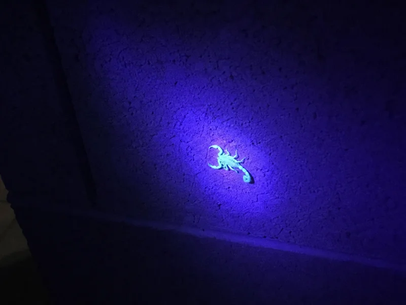 Scorpion Control in progress