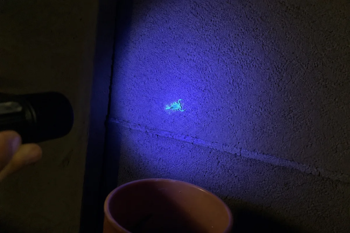 Bark scorpion under UV black light on a block wall